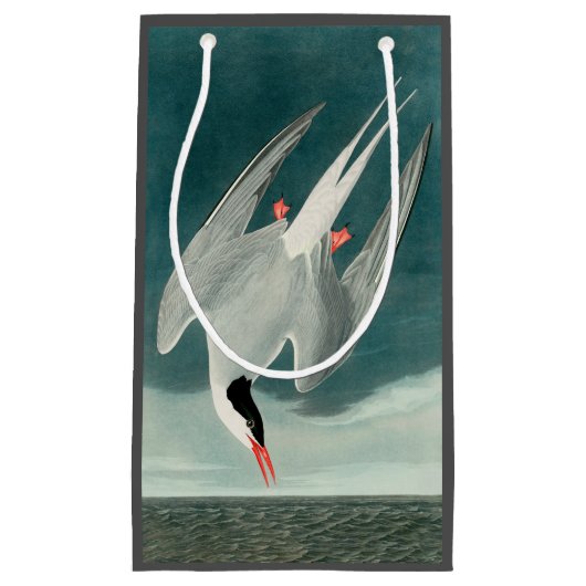 Arctic Tern Audubon Bird Wildlife Painting Kleine Geschenktüte (Vorderseite)