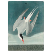 Arctic Tern Audubon Bird Wildlife Painting Klemmbrett (Rückseite)