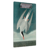 Arctic Tern Audubon Bird Wildlife Painting Klemmbrett (Rechts)