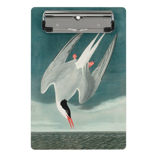 Arctic Tern Audubon Bird Wildlife Painting Mini Klemmbrett (Vorderseite)
