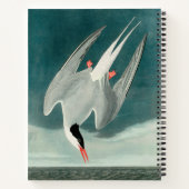 Arctic Tern Audubon Bird Wildlife Painting Notizblock (Rückseite)