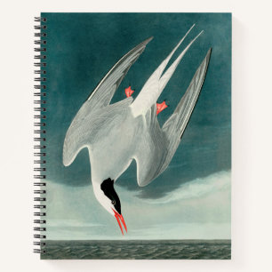 Arctic Tern Audubon Bird Wildlife Painting Notizblock