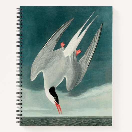 Arctic Tern Audubon Bird Wildlife Painting Notizblock (Vorderseite)