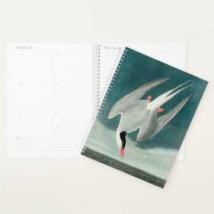 Arctic Tern Audubon Bird Wildlife Painting Planer
