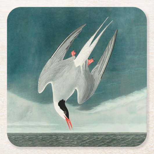 Arctic Tern Audubon Bird Wildlife Painting Rechteckiger Pappuntersetzer (Vorderseite)