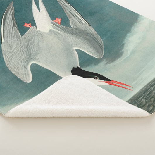 Arctic Tern Audubon Bird Wildlife Painting Sherpadecke (3/4)