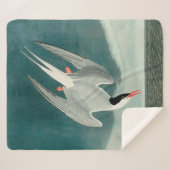 Arctic Tern Audubon Bird Wildlife Painting Sherpadecke (Vorderseite (Horizontal))