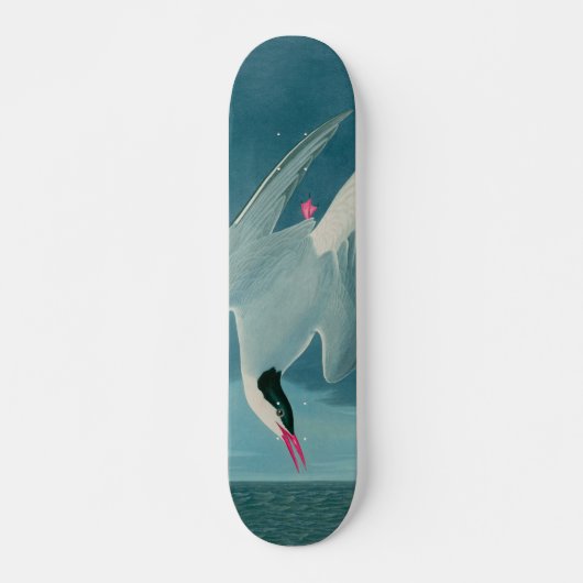 Arctic Tern Birds of America Audubon Print Skateboard (Vorne)