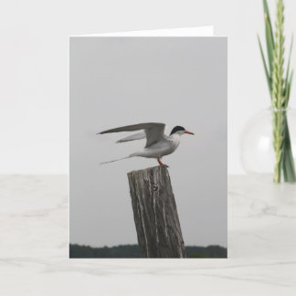 Arctic Tern Greeting Card Karte