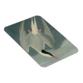 Arctic Tern Magnet (Rechte Seite)