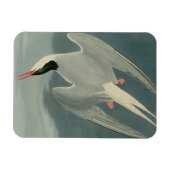 Arctic Tern Magnet (Horizontal)