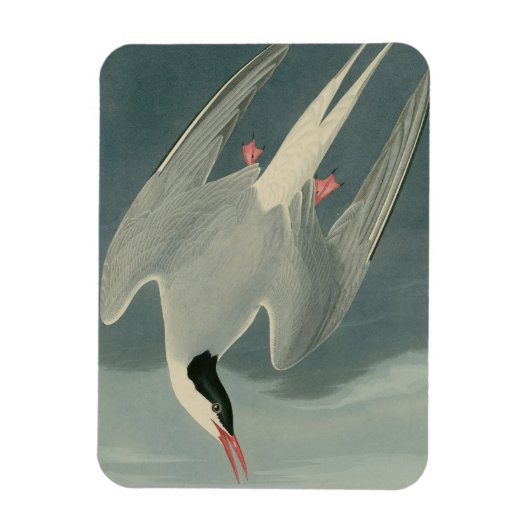 Arctic Tern Magnet (Vertikal)