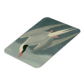 Arctic Tern Magnet (Linke Seite)