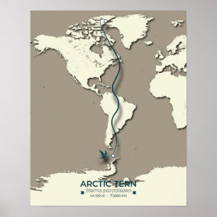 Arctic Tern Migration Map - Minimalistisch Vintage Poster