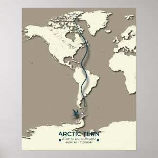 Arctic Tern Migration Map - Minimalistisch Vintage Poster