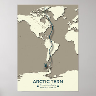 Arctic Tern Migration Map - Minimalistisch Vintage Poster