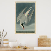 Arctic Tern Poster (Küche)