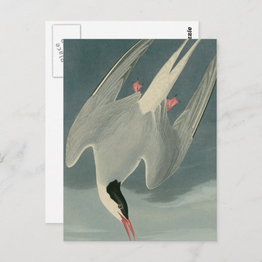 Arctic Tern Postkarte (Vorne/Hinten)