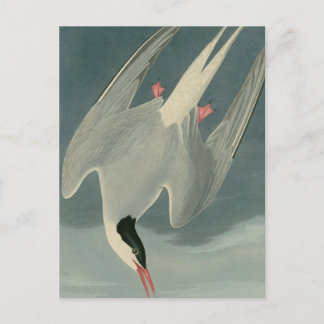 Arctic Tern Postkarte