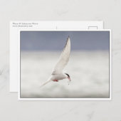 Arctic Tern Postkarte (Vorne/Hinten)