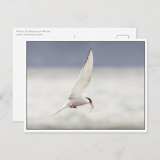 Arctic Tern Postkarte (Vorne/Hinten)