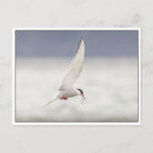 Arctic Tern Postkarte (Vorderseite)
