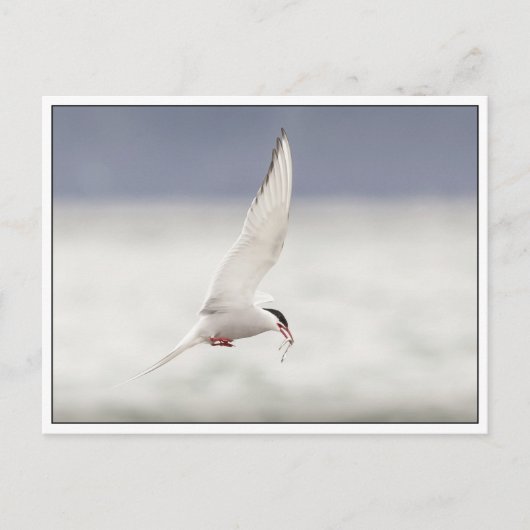 Arctic Tern Postkarte (Vorderseite)