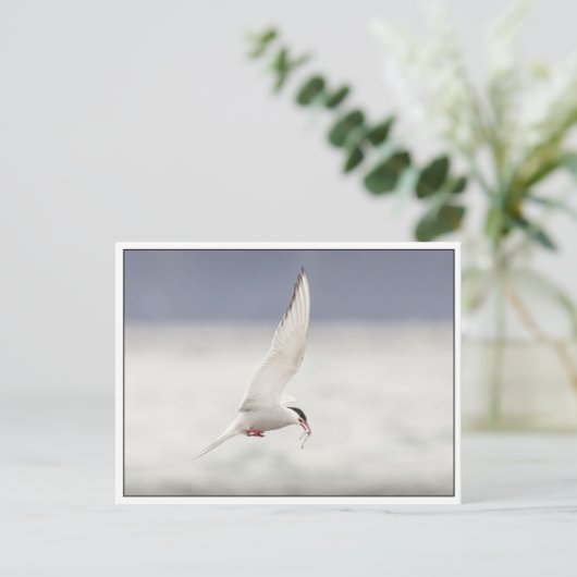 Arctic Tern Postkarte (Stehend Vorderseite)