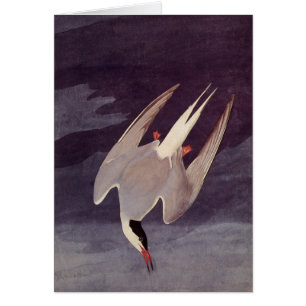 Arctic Tern von John James Audubon, Vintage Vögel