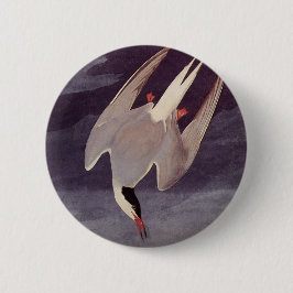 Arctic Tern von John James Audubon, Vintage Vögel Button