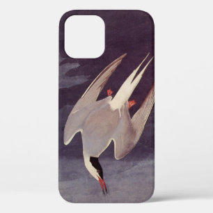 Arctic Tern von John James Audubon, Vintage Vögel iPhone 12 Hülle
