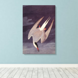 Arctic Tern von John James Audubon, Vintage Vögel Leinwanddruck
