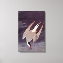 Arctic Tern von John James Audubon, Vintage Vögel Leinwanddruck