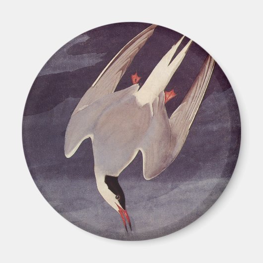 Arctic Tern von John James Audubon, Vintage Vögel Magnet (Vorne)