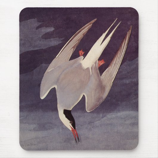 Arctic Tern von John James Audubon, Vintage Vögel Mousepad (Vorne)