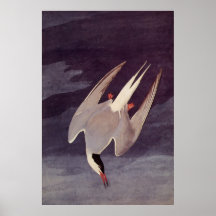 Arctic Tern von John James Audubon, Vintage Vögel