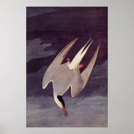 Arctic Tern von John James Audubon, Vintage Vögel Poster