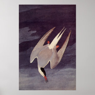 Arctic Tern von John James Audubon, Vintage Vögel Poster