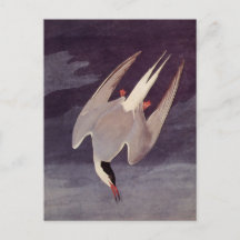 Arctic Tern von John James Audubon, Vintage Vögel
