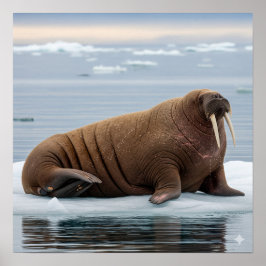 Arctic Walrus Poster