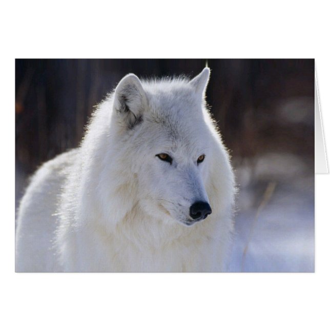 Arctic White Wolf Blank Card (Vorderseite (Horizontal))