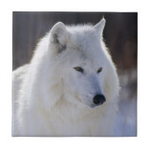 Arctic White Wolf Tile Fliese (Vorderseite)