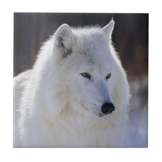 Arctic White Wolf Tile Fliese (Vorderseite)
