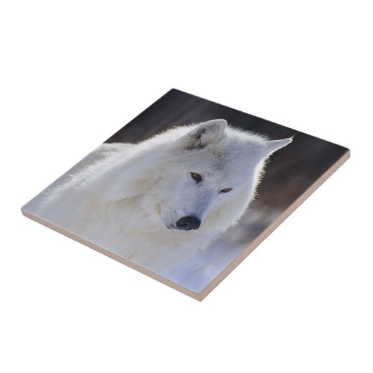 Arctic White Wolf Tile Fliese (Seite)