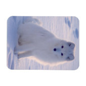 Arctic Winter Fox Foto entworfen Magnet (Horizontal)