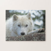 ARCTIC WOLF 11x14 INCH Puzzle (Horizontal)