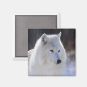 Arctic Wolf Magnet (Vorderseite/Rückseite)