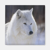 Arctic Wolf Magnet (Vorne)