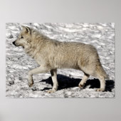 Arctic Wolf Portrait Poster Print (Vorne)
