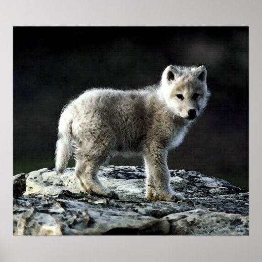 Arctic Wolf Portrait Poster Print (Vorne)